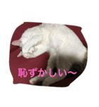 猫隊123（個別スタンプ：10）