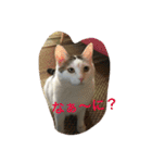 猫隊123（個別スタンプ：12）