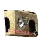 猫隊123（個別スタンプ：18）