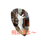 猫隊123（個別スタンプ：22）