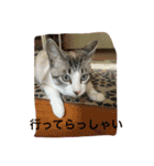 猫隊123（個別スタンプ：27）