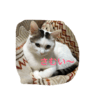 猫隊123（個別スタンプ：29）