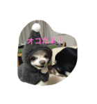 チワワ☆ましゅとくふぃのスタンプ（個別スタンプ：1）