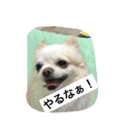 チワワ☆ましゅとくふぃのスタンプ（個別スタンプ：4）