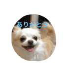 チワワ☆ましゅとくふぃのスタンプ（個別スタンプ：7）