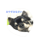 チワワ☆ましゅとくふぃのスタンプ（個別スタンプ：10）