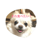 チワワ☆ましゅとくふぃのスタンプ（個別スタンプ：11）