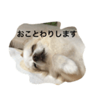 チワワ☆ましゅとくふぃのスタンプ（個別スタンプ：12）