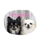 チワワ☆ましゅとくふぃのスタンプ（個別スタンプ：13）