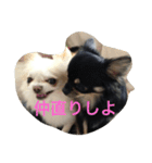 チワワ☆ましゅとくふぃのスタンプ（個別スタンプ：14）