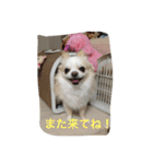 チワワ☆ましゅとくふぃのスタンプ（個別スタンプ：15）