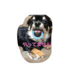 チワワ☆ましゅとくふぃのスタンプ（個別スタンプ：16）
