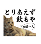 ネコビルの保護猫たち【1】（個別スタンプ：4）