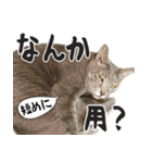 ネコビルの保護猫たち【1】（個別スタンプ：12）