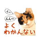 ネコビルの保護猫たち【1】（個別スタンプ：13）