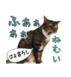 ネコビルの保護猫たち【1】（個別スタンプ：23）