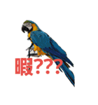 鳥居のトリのインコっこたち（個別スタンプ：1）