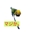 鳥居のトリのインコっこたち（個別スタンプ：2）