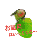 鳥居のトリのインコっこたち（個別スタンプ：3）