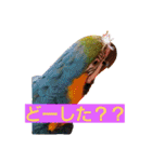 鳥居のトリのインコっこたち（個別スタンプ：4）