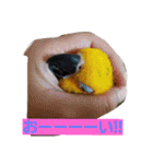 鳥居のトリのインコっこたち（個別スタンプ：6）