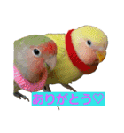 鳥居のトリのインコっこたち（個別スタンプ：8）