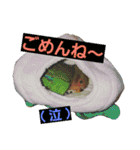 鳥居のトリのインコっこたち（個別スタンプ：10）
