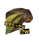 鳥居のトリのインコっこたち（個別スタンプ：11）
