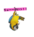 鳥居のトリのインコっこたち（個別スタンプ：13）