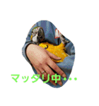鳥居のトリのインコっこたち（個別スタンプ：14）