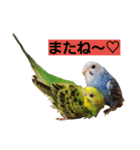 鳥居のトリのインコっこたち（個別スタンプ：19）