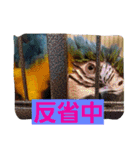 鳥居のトリのインコっこたち（個別スタンプ：20）