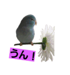 鳥居のトリのインコっこたち（個別スタンプ：21）