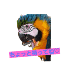 鳥居のトリのインコっこたち（個別スタンプ：22）