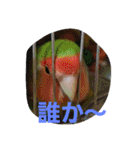 鳥居のトリのインコっこたち（個別スタンプ：24）