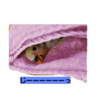 鳥居のトリのインコっこたち（個別スタンプ：25）