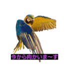 鳥居のトリのインコっこたち（個別スタンプ：26）