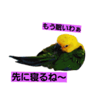 鳥居のトリのインコっこたち（個別スタンプ：29）