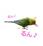 鳥居のトリのインコっこたち（個別スタンプ：30）