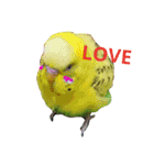 鳥居のトリのインコっこたち（個別スタンプ：32）