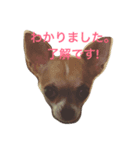 ピエムの挨拶 その1（個別スタンプ：6）