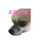 ピエムの挨拶 その1（個別スタンプ：8）