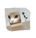びすけ（個別スタンプ：1）