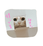 びすけ（個別スタンプ：2）