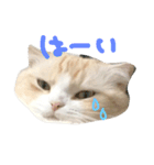 びすけ（個別スタンプ：8）