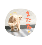 びすけ（個別スタンプ：12）
