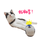 maggie＆hippocampus（個別スタンプ：3）