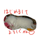 ムウ（個別スタンプ：1）