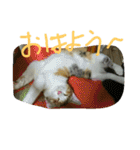 ムウ（個別スタンプ：2）