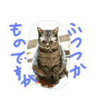 ムウ（個別スタンプ：3）